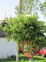 svishni-