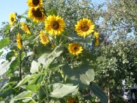svishni-