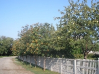 svishni-